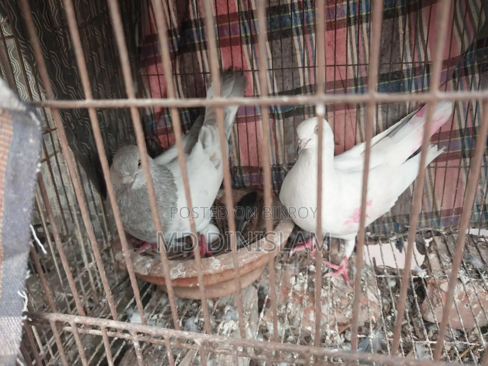 Pigeons with Chicks