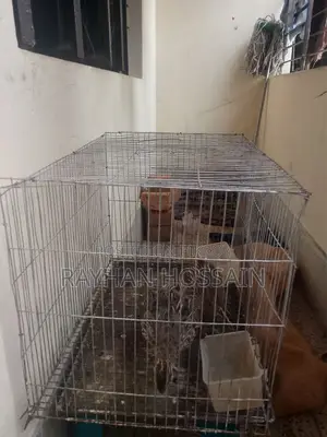 Quail Bird