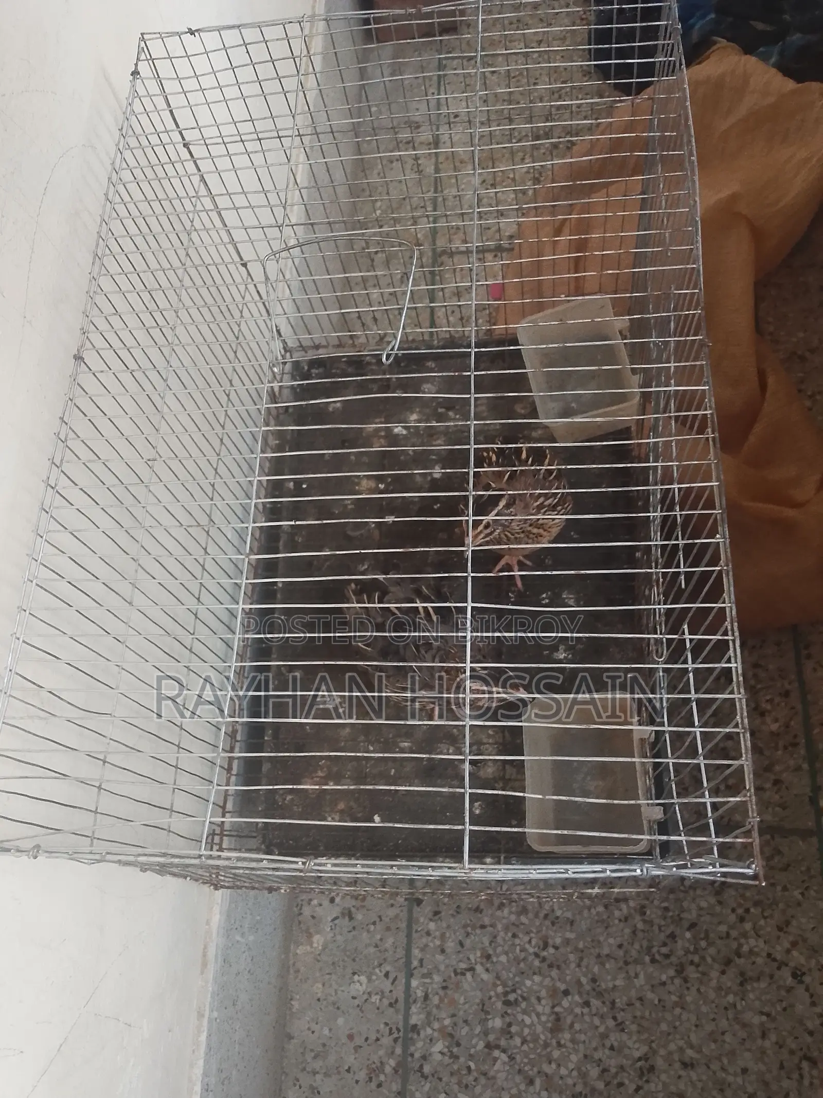 Quail Bird