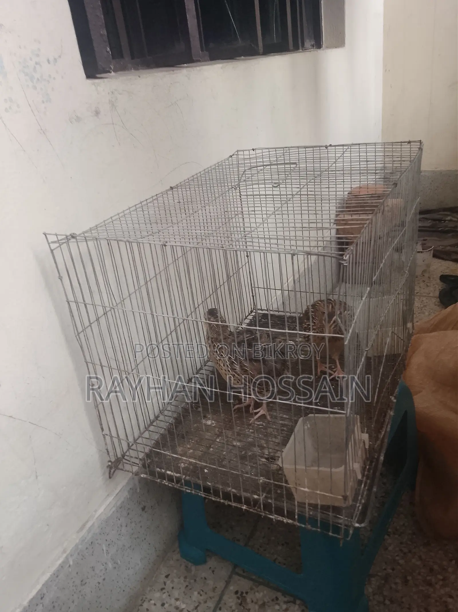 Quail Bird