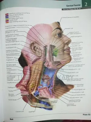 Netter's Atlas Of Human Anatomy 8th Edition