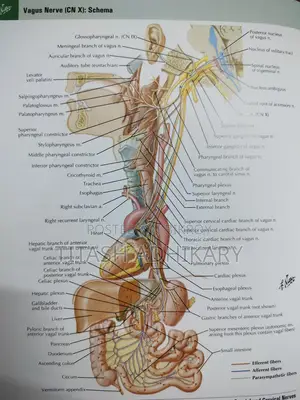 Netter's Atlas Of Human Anatomy 8th Edition