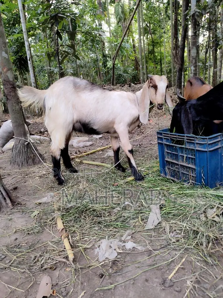যমুনা পাড়ি ছাগলের বাচ্চা