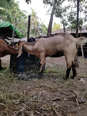 যমুনা পাড়ি ছাগলের বাচ্চা