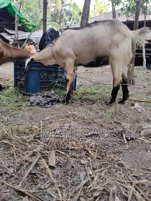 যমুনা পাড়ি ছাগলের বাচ্চা