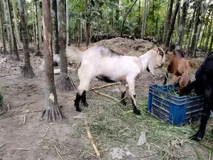 যমুনা পাড়ি ছাগলের বাচ্চা