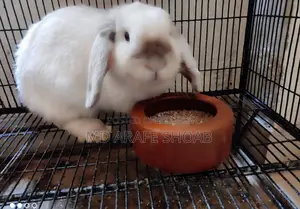 Holland Lop Rabbit
