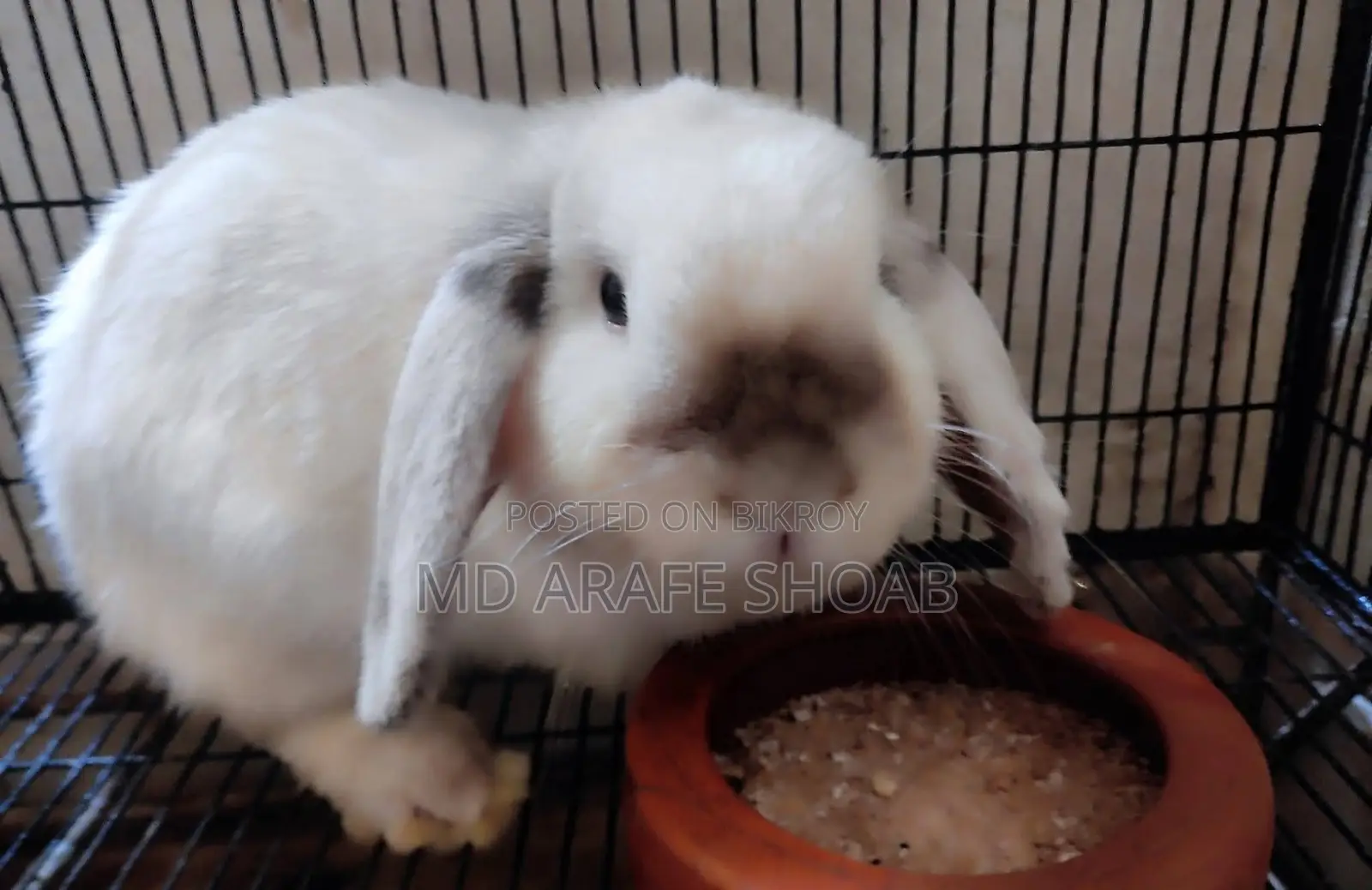 Holland Lop Rabbit
