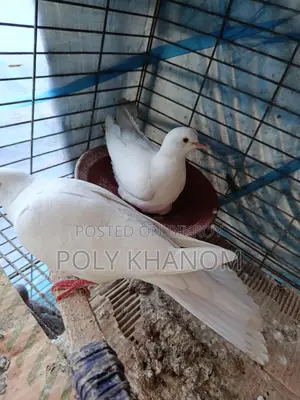 Two Pairs of Doves for Sale
