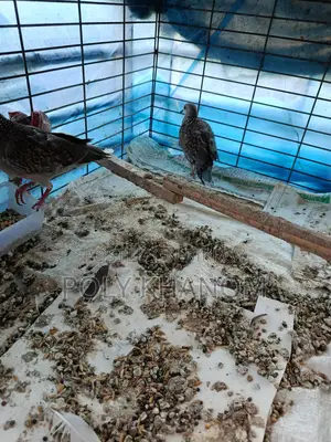 Two Pairs of Doves for Sale