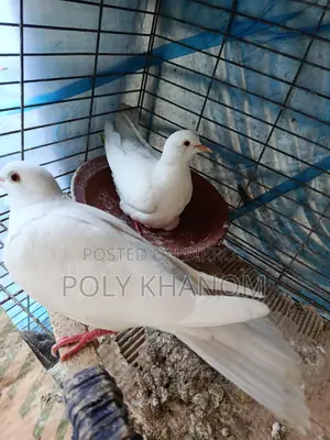 Two Pairs of Doves for Sale