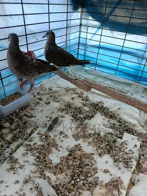 Two Pairs of Doves for Sale