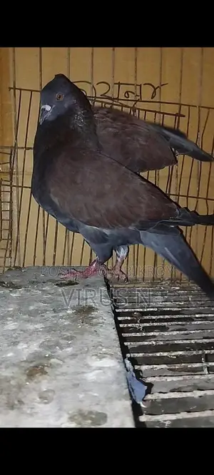 দেশি গোল্লা কবুতর