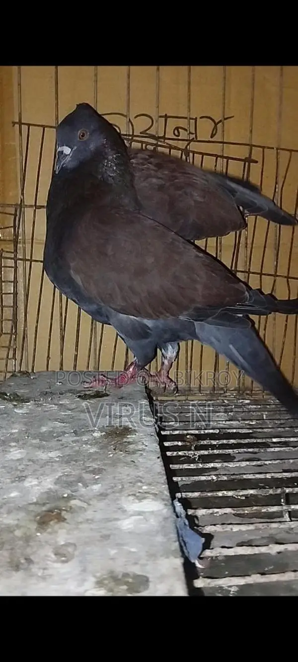 Deshi Golla Pigeon