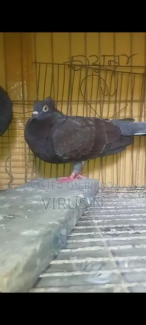 Deshi Golla Pigeon