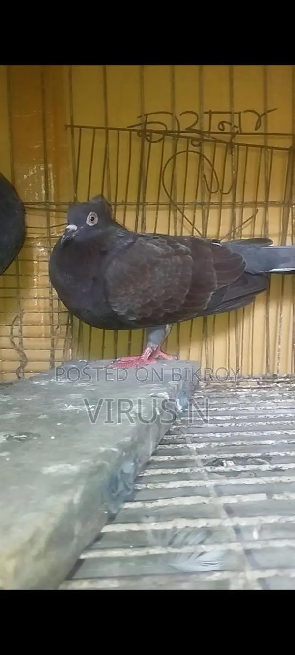 Deshi Golla Pigeon