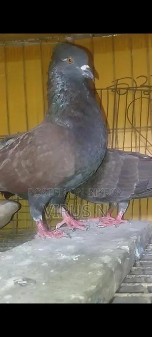 Deshi Golla Pigeon