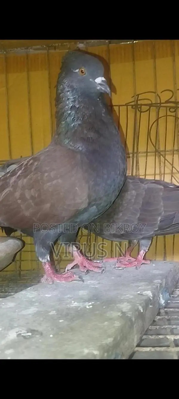 Deshi Golla Pigeon