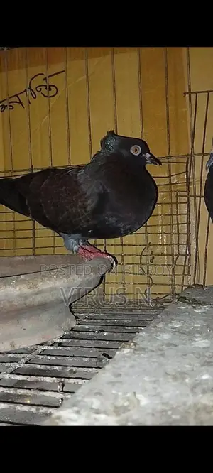 Deshi Golla Pigeon