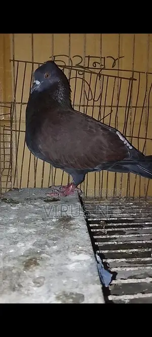 Deshi Golla Pigeon