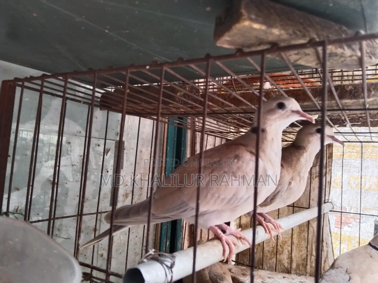 Selling a pair of Australian Dove birds