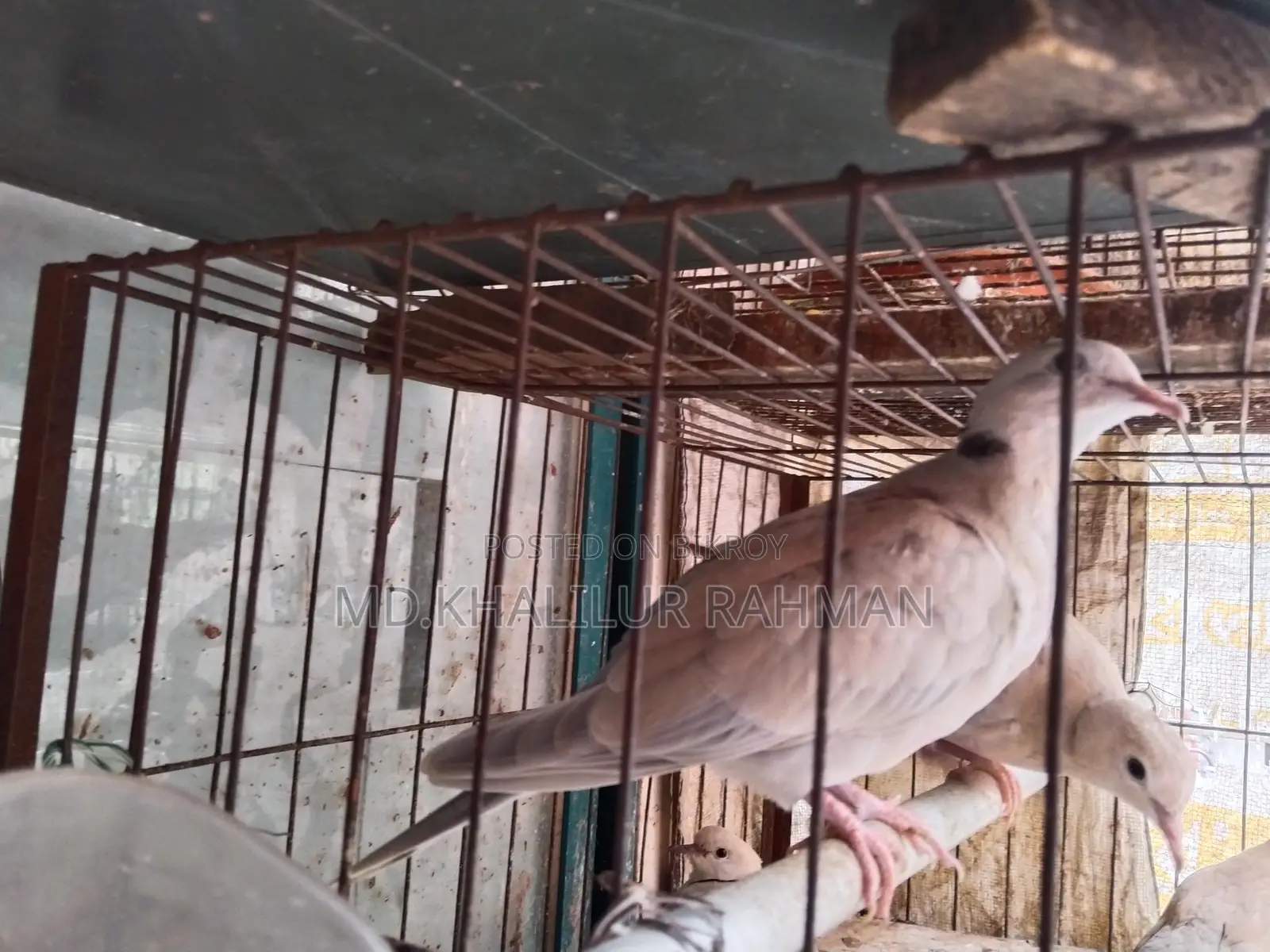 Selling a pair of Australian Dove birds