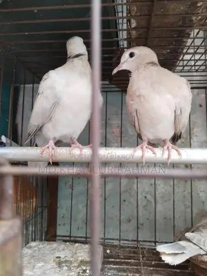 Selling a pair of Australian Dove birds