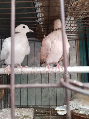 Selling a pair of Australian Dove birds
