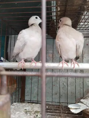Selling a pair of Australian Dove birds