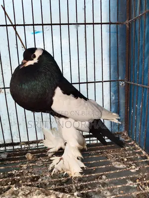 Pouter Male Pigeon