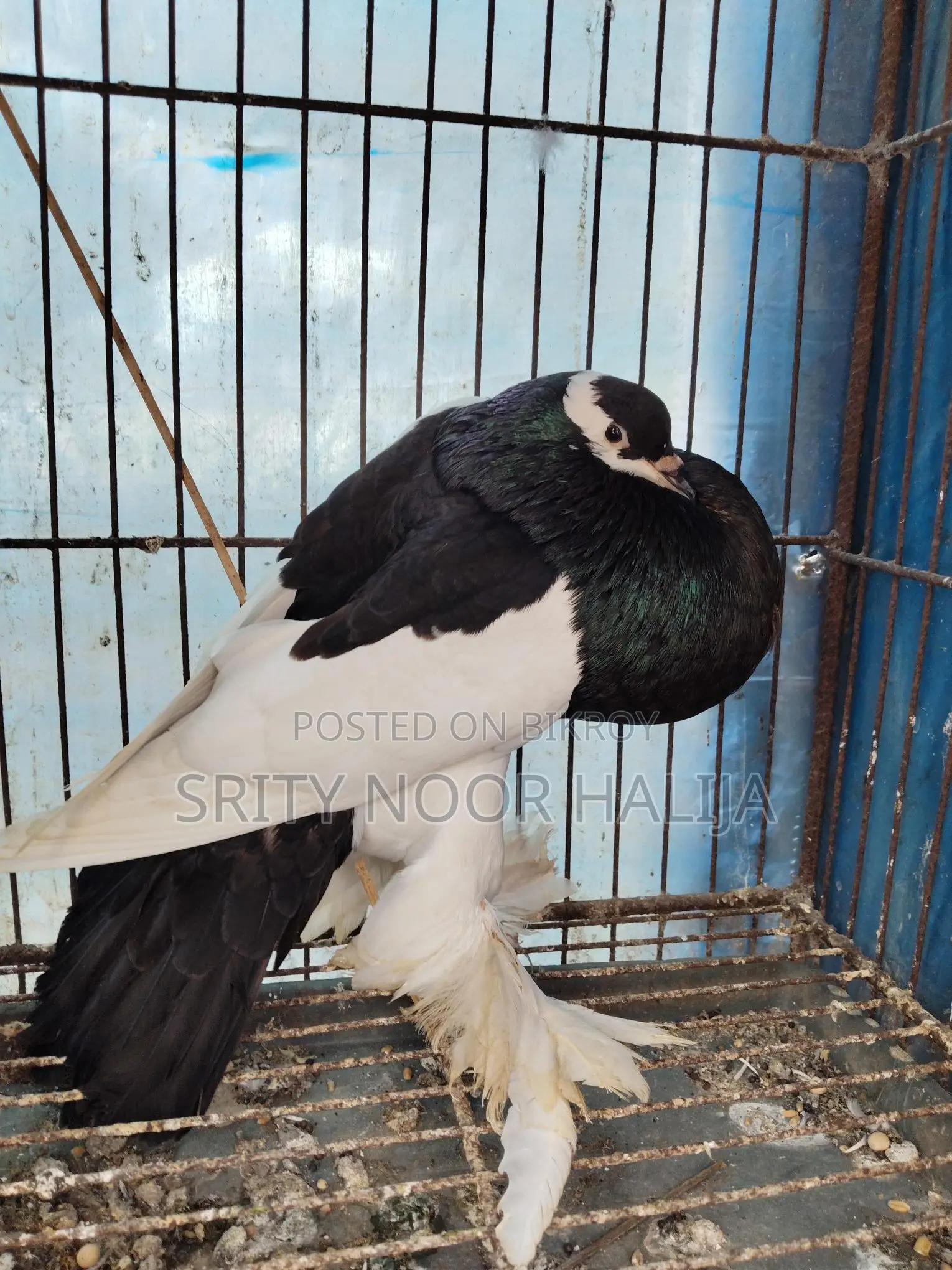Pouter Male Pigeon