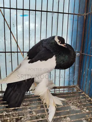 Pouter Male Pigeon