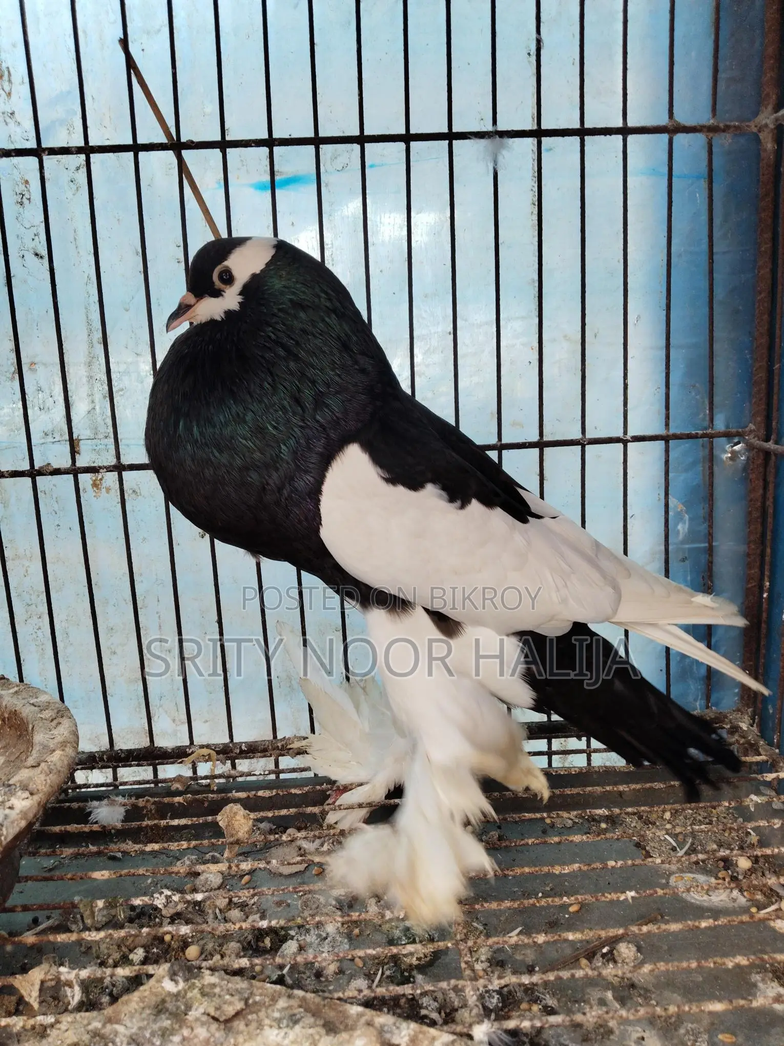 Pouter Male Pigeon
