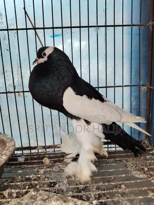 Pouter Male Pigeon