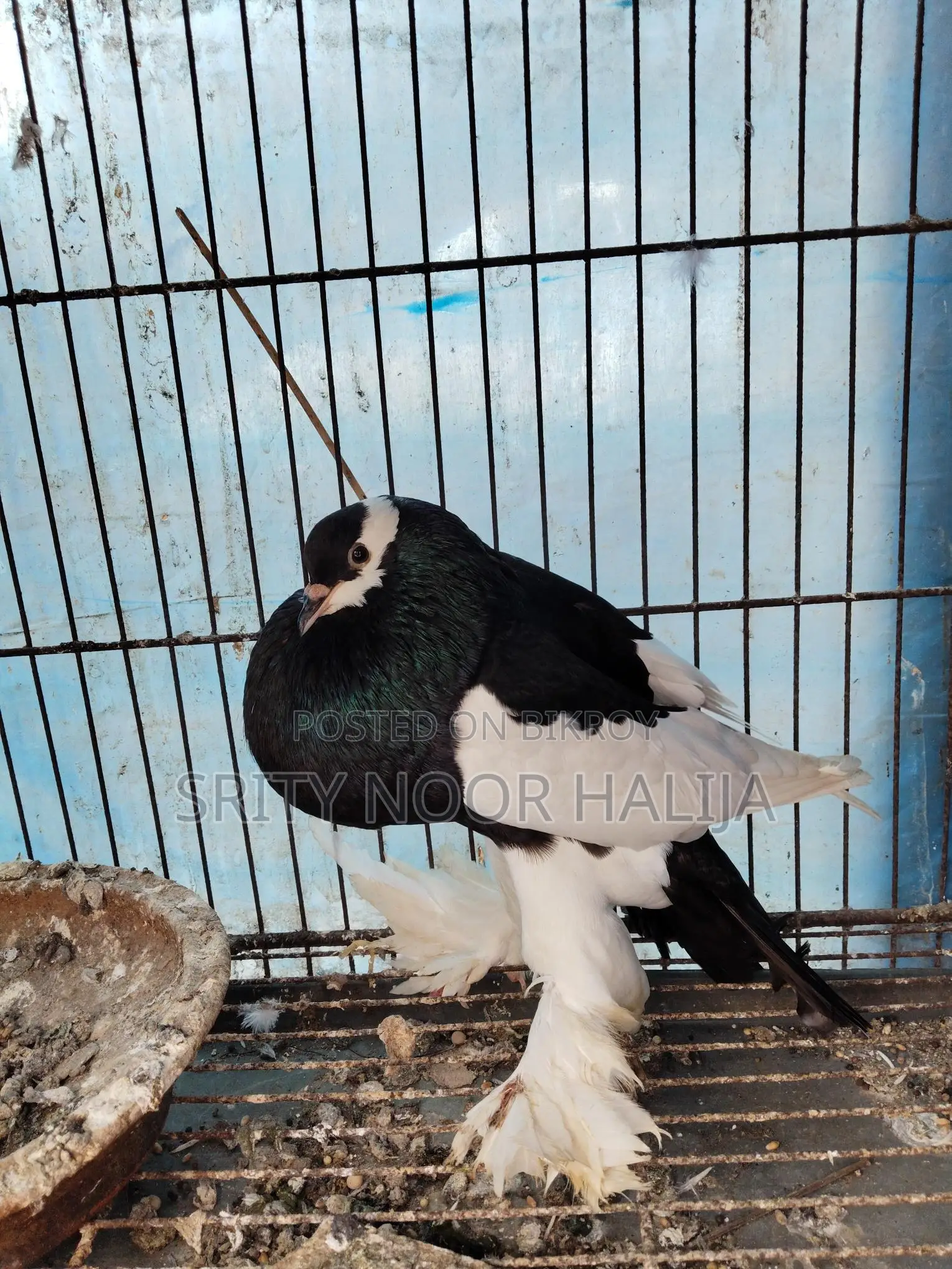 Pouter Male Pigeon