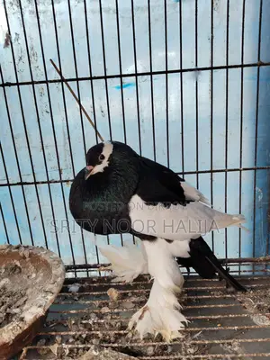 Pouter Male Pigeon