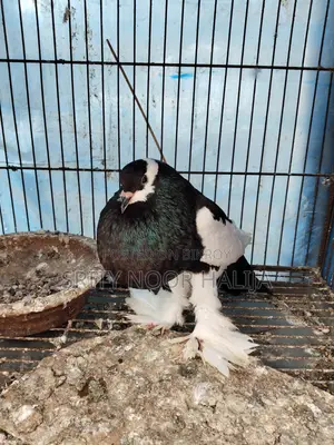 Pouter Male Pigeon