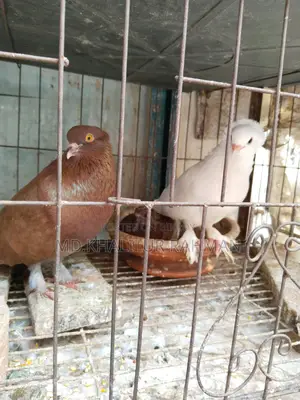 Selling a running pair of Indian Bombay pigeons