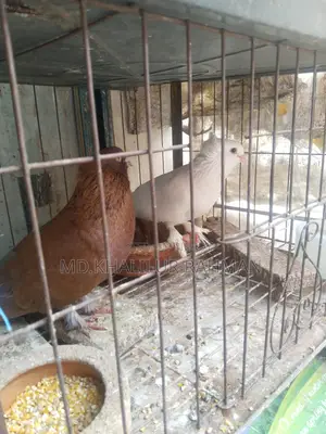 এক জোড়া রানিং পেয়ার ইন্ডিয়ান বোম্বে কবুতর বিক্রি করব