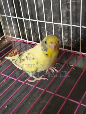 Female Budgie
