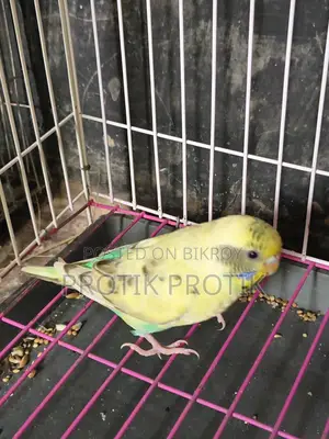 Female Budgie