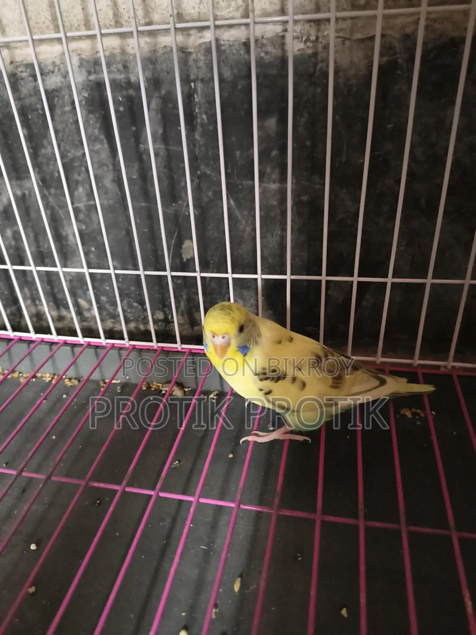 Female Budgie