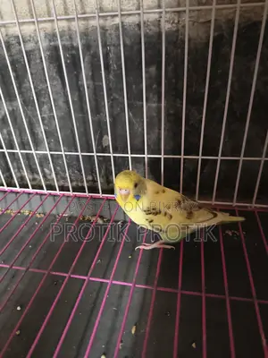 Female Budgie