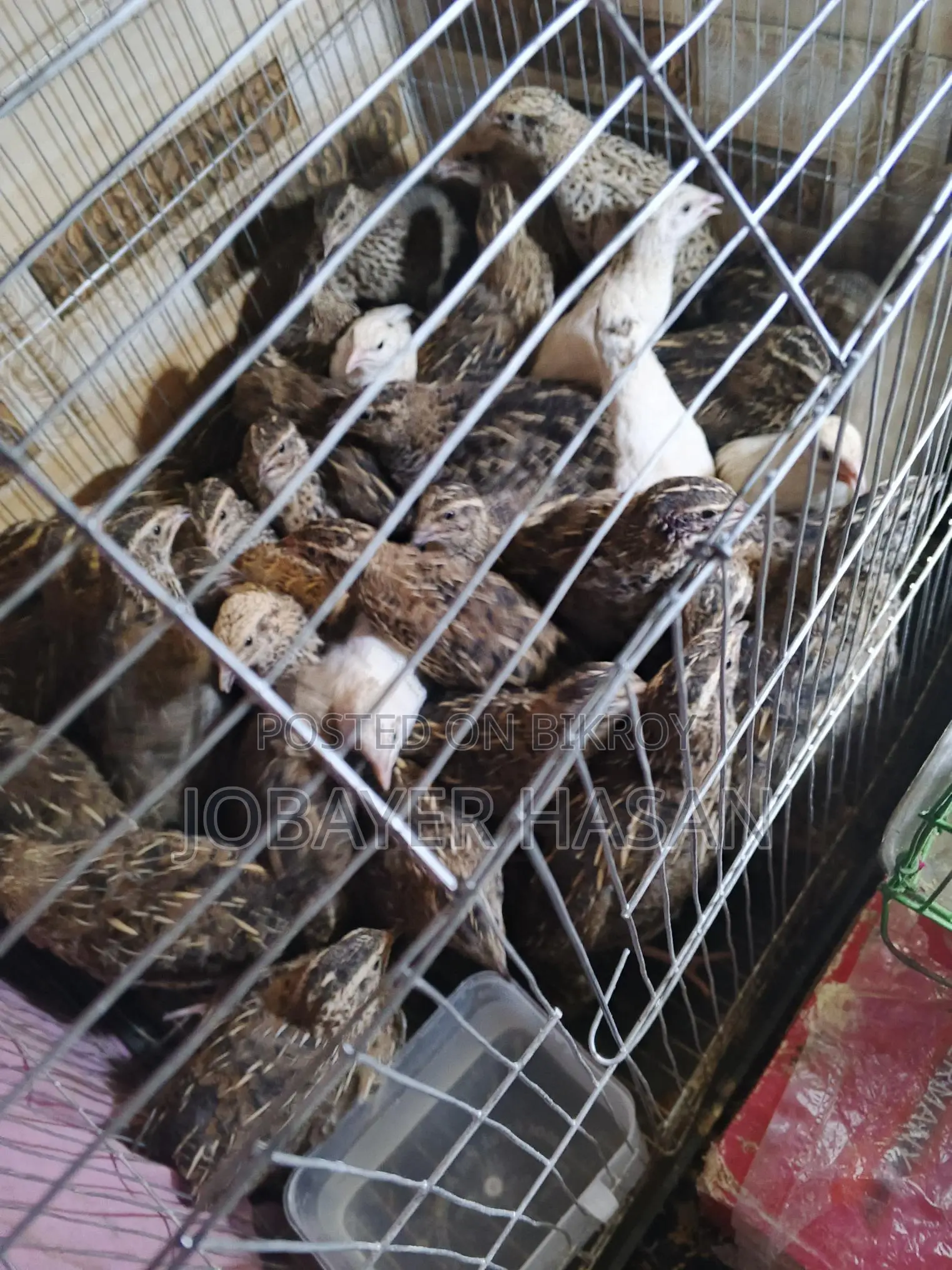 Japanese Quail