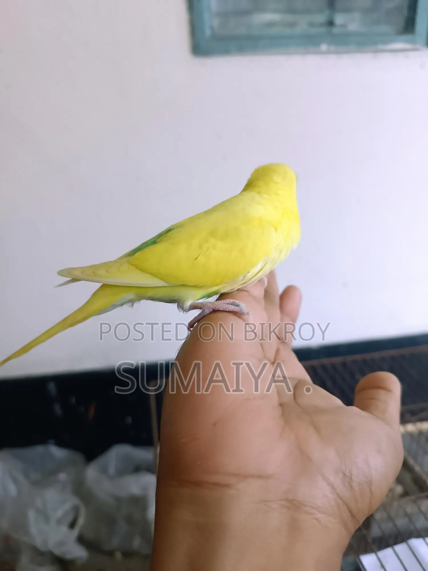 Budgie birds for sale
