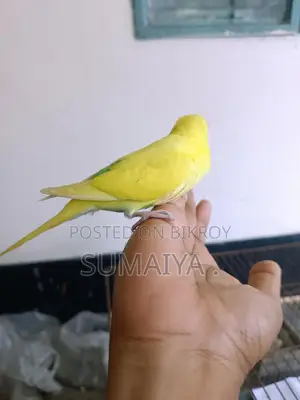 Budgie birds for sale