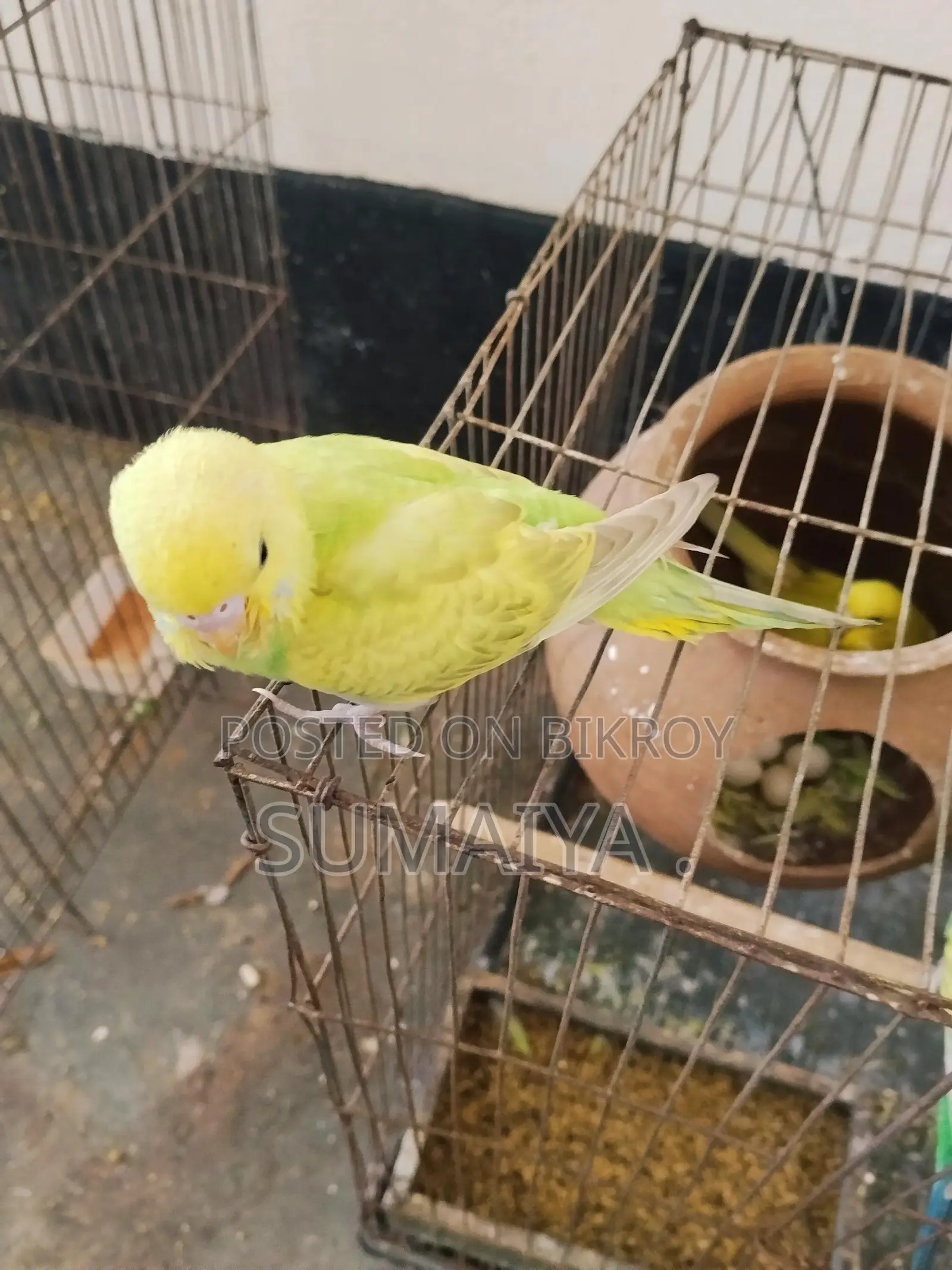 Budgie birds for sale