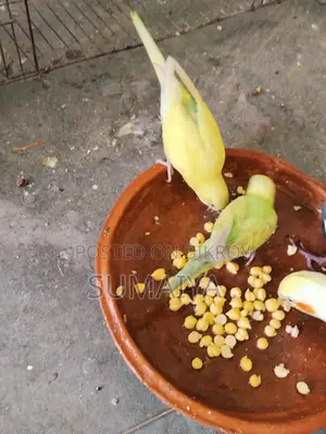 Budgie birds for sale