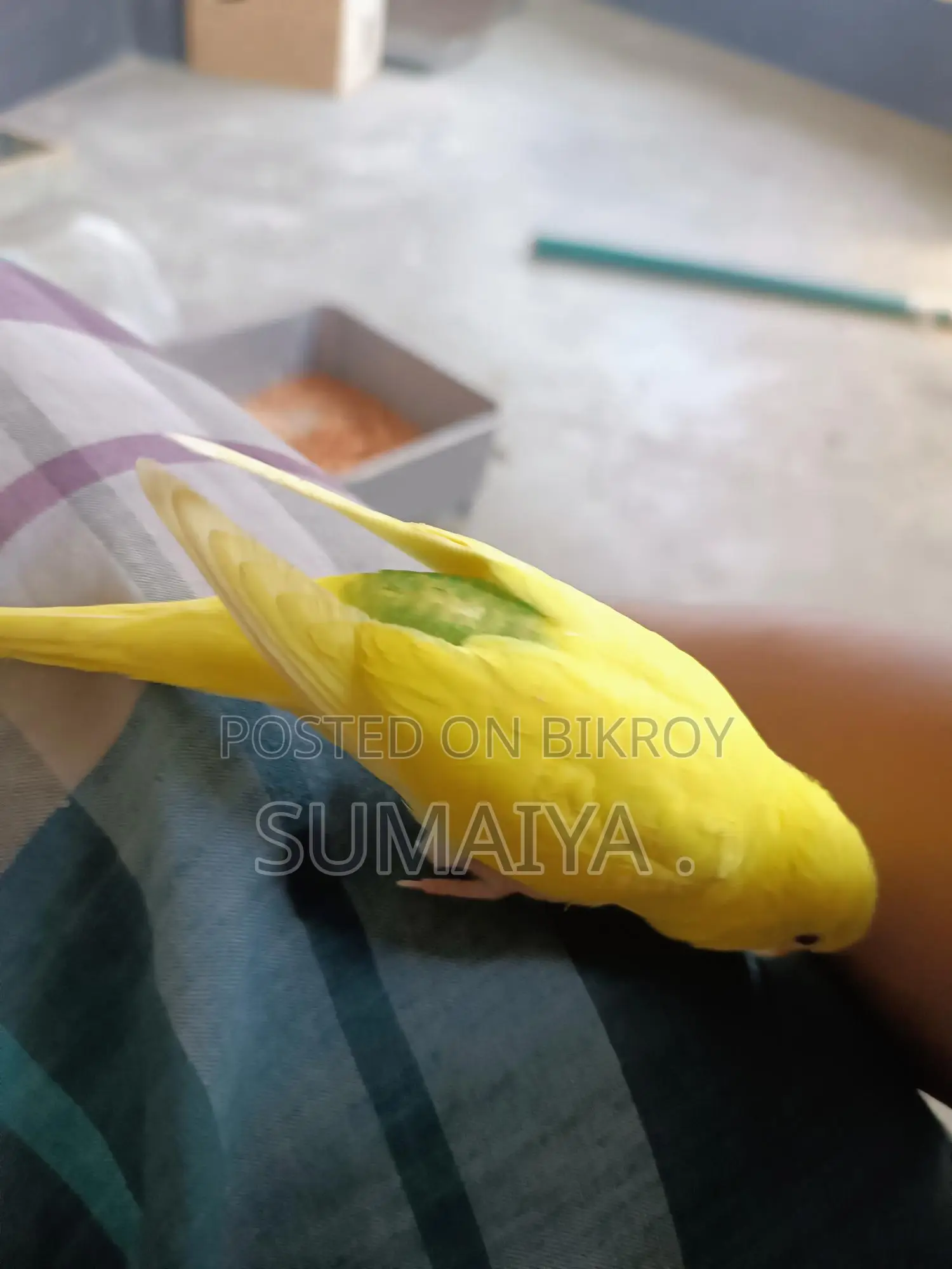 Budgie birds for sale