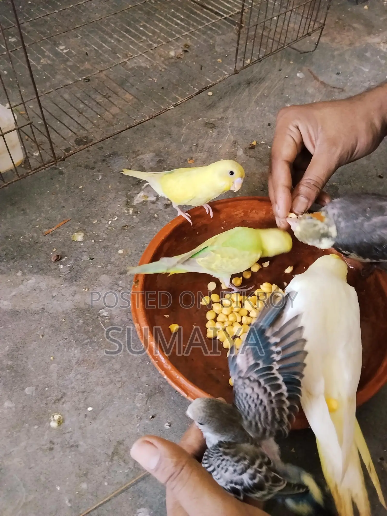 Budgie birds for sale